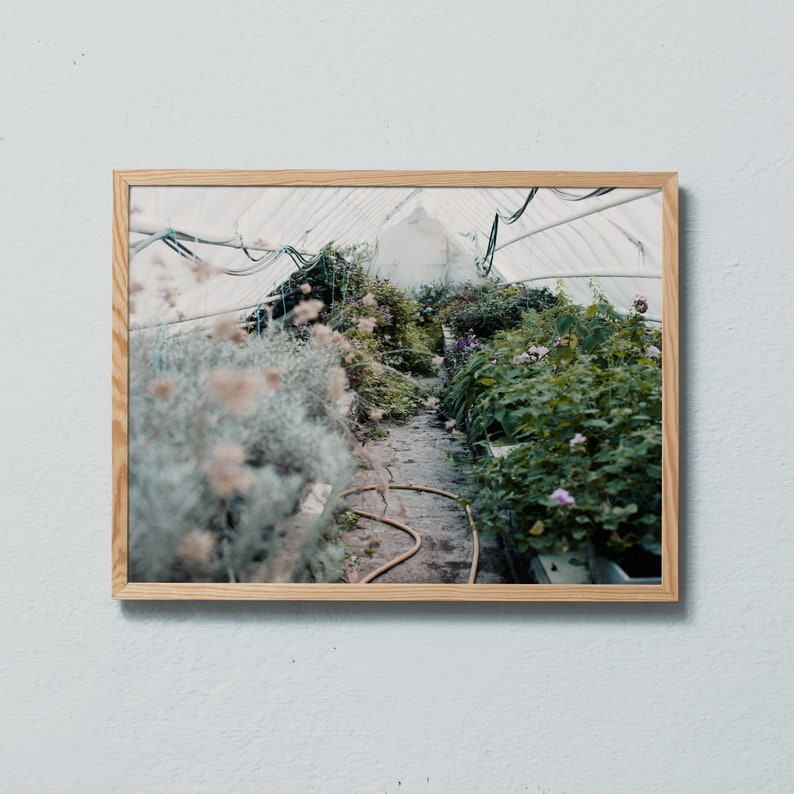 Photography art print from photo of green and grey plants in a greenhouse. Printed on matte paper of fine art quality. image 1