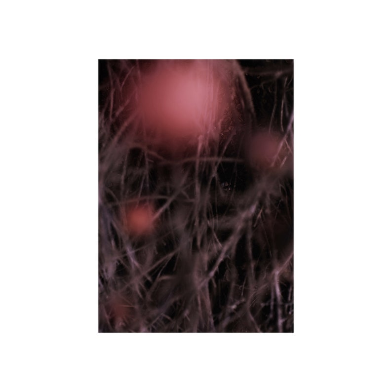 matte paper. Abstract photography art print of the rose hip bush Print is printed on a high quality