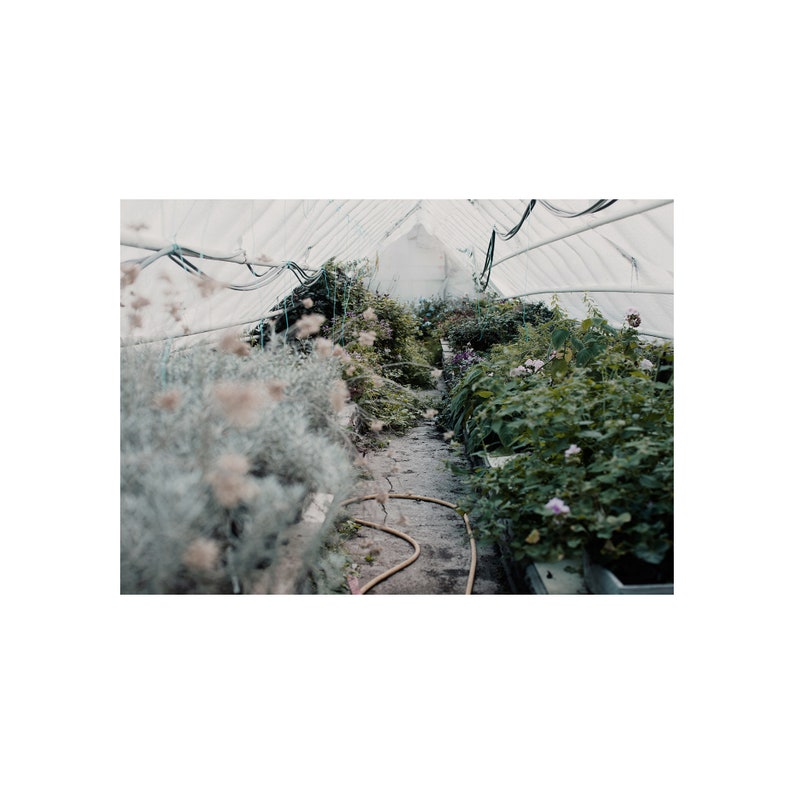 Photography art print from photo of green and grey plants in a greenhouse. Printed on matte paper of fine art quality. image 6