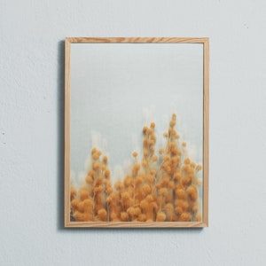 Stampa fotografica artistica del fiore giallo primaverile della mimosa. Stampata su carta opaca di qualità fine art.