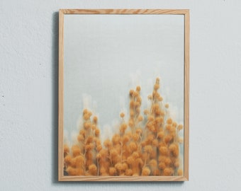 Art photography print of the yellow, spring flower mimosa. Printed on matte paper of fine art quality.