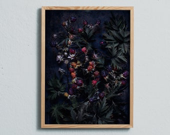 Moody art photography print of colourful blackberries on dark background. Printed on matte paper of fine art quality. By Ulrika Ekblom Photo