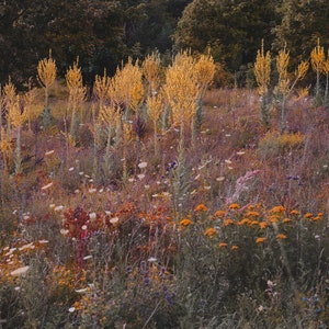 Photography art print of wild growing summer flowers on Gotland, Sweden. Printed on matte paper of fine art quality. image 2