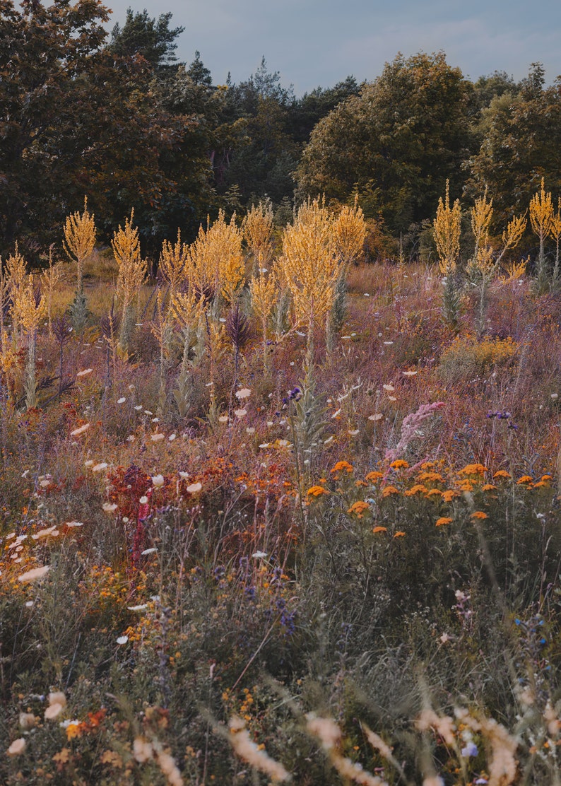 Photography art print of wild growing summer flowers on Gotland, Sweden. Printed on matte paper of fine art quality. image 2