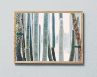 Photography art print from the Cactus Greenhouse. Printed on matte paper of fine art quality.