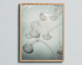 Photography ar print of jellyfish. Printed on matte paper of fine art quality.