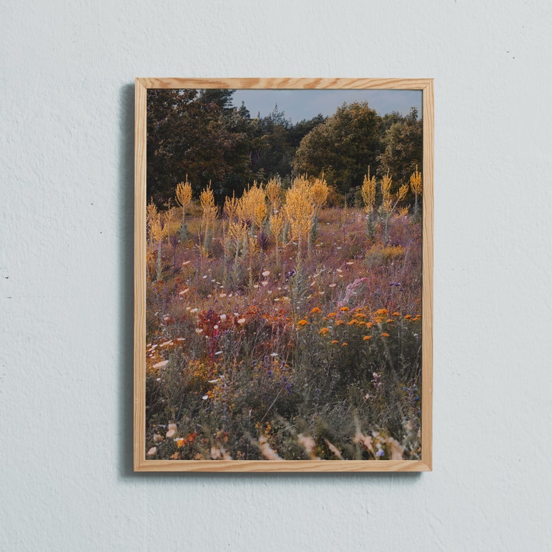 Photography art print of wild growing summer flowers on Gotland, Sweden. Printed on matte paper of fine art quality. image 1