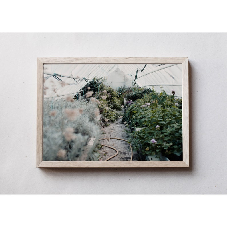 Photography art print from photo of green and grey plants in a greenhouse. Printed on matte paper of fine art quality. image 5