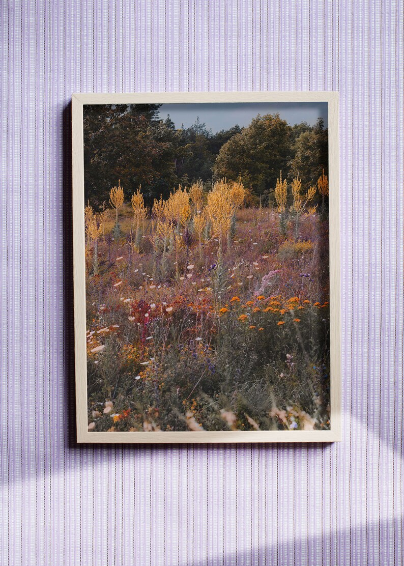 Photography art print of wild growing summer flowers on Gotland, Sweden. Printed on matte paper of fine art quality. image 7