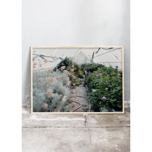 Photography art print from photo of green and grey plants in a greenhouse. Printed on matte paper of fine art quality. image 4