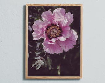 Photography art print of a pink peony. Print is printed on a high quality, matte paper.