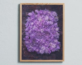 Stampa artistica di fotografia di fiori selvatici viola: edizione limitata
