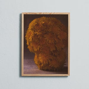 Stampa artistica fotografica di fiori di tarassaco. Stampata su carta opaca di qualità fine art.