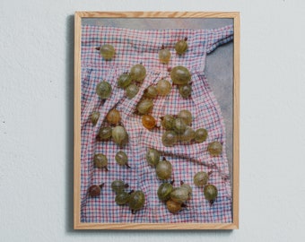 Art photography print of gooseberries. Printed on matte paper of fine art quality.