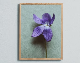 Photography art print of the blue and purple wild flower violet. Print is printed on a high quality, matte paper.