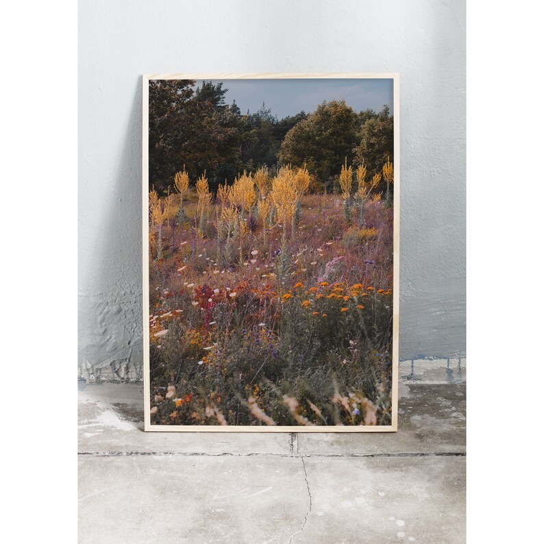 Photography art print of wild growing summer flowers on Gotland, Sweden. Printed on matte paper of fine art quality. image 3