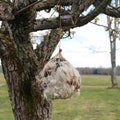 Alpaca Bird Nesting Ball