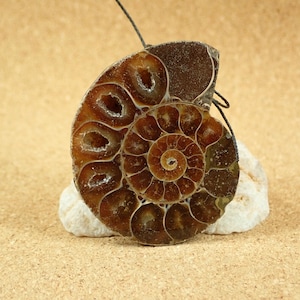 49mm Ammonite Shell Pendant - Brown Fossil Shell Top Drilled Pendant for Jewelry Making