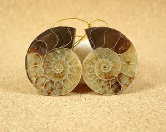 29mm Ammonite Shell Earring Pair - Brown Fossil Shell Front Drilled Matched Beads for Jewelry Making and Crafts