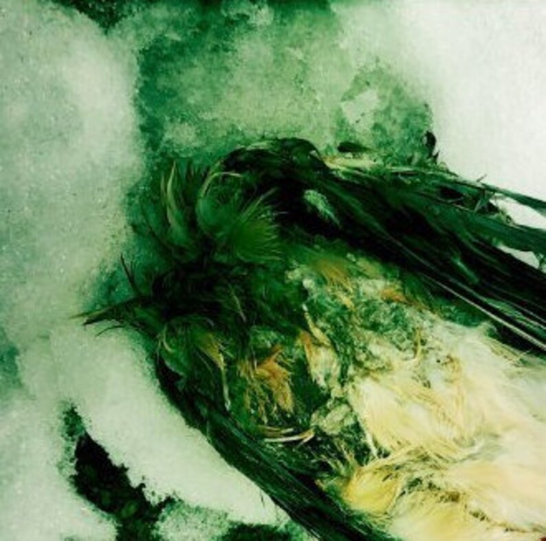 Headless Bird in the Snow Photo Print Morbid Art Square Image on