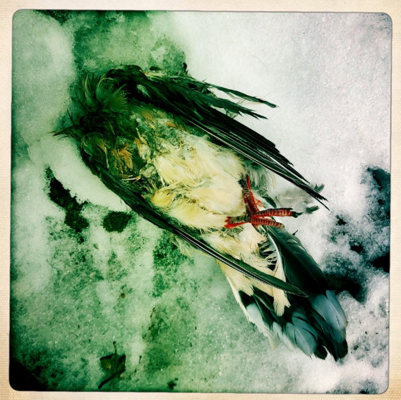 Headless Bird in the Snow Photo Print Morbid Art Square Image on