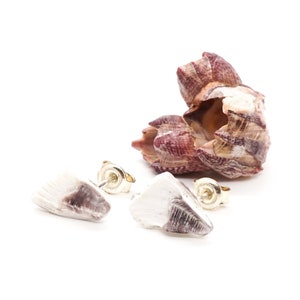 May include: A pair of earrings made from seashells. The earrings are a light brown and white color and have a natural, organic look. The earrings are shown on a white background.