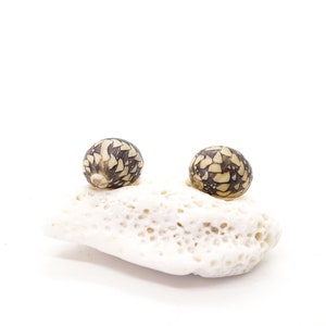 May include: Two small, round, decorative seashells with a black and white pattern, sitting on a white coral-like surface.