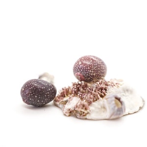 May include: Three small, round, purple and white patterned shells on a white background. The shells are arranged in a cluster, with one shell on top of the other two.