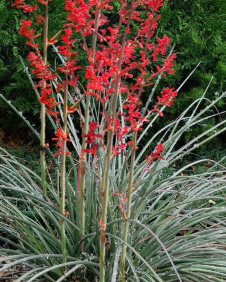 Yucca seeds - Etsy 日本