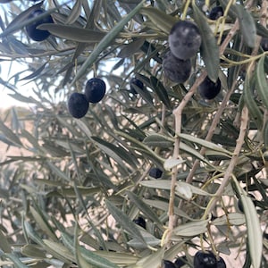 Olive Tree Seeds x 8