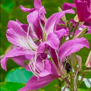 Purple Orchid Tree seeds (Bauhinia blakeana) 12
