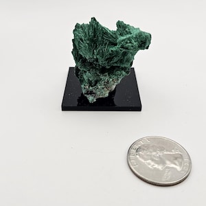 Puede incluir: Un vibrante espécimen mineral de malaquita verde sobre un soporte de exhibición negro. El mineral tiene una estructura cristalina y está junto a una moneda para comparar el tamaño. La malaquita es de un color verde intenso y rico. La moneda tiene un diámetro de aproximadamente 2,4 cm.