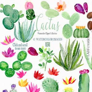 Cactus watercolor clipart, hand made.ELEMENTS. Succulent. Jucie colors. Mexica. Aloe Vera.