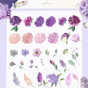 Rosas de color lila y púrpura. ELEMENTOS Clipart de acuarela. Flores de jardín. Lavanda. Flores malva. Flores moradas