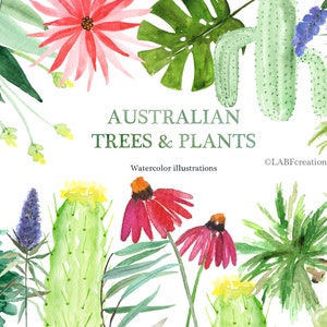 Australian plants & trees, watercolor illustrations. Eucalyptus, palm trees.Australia.