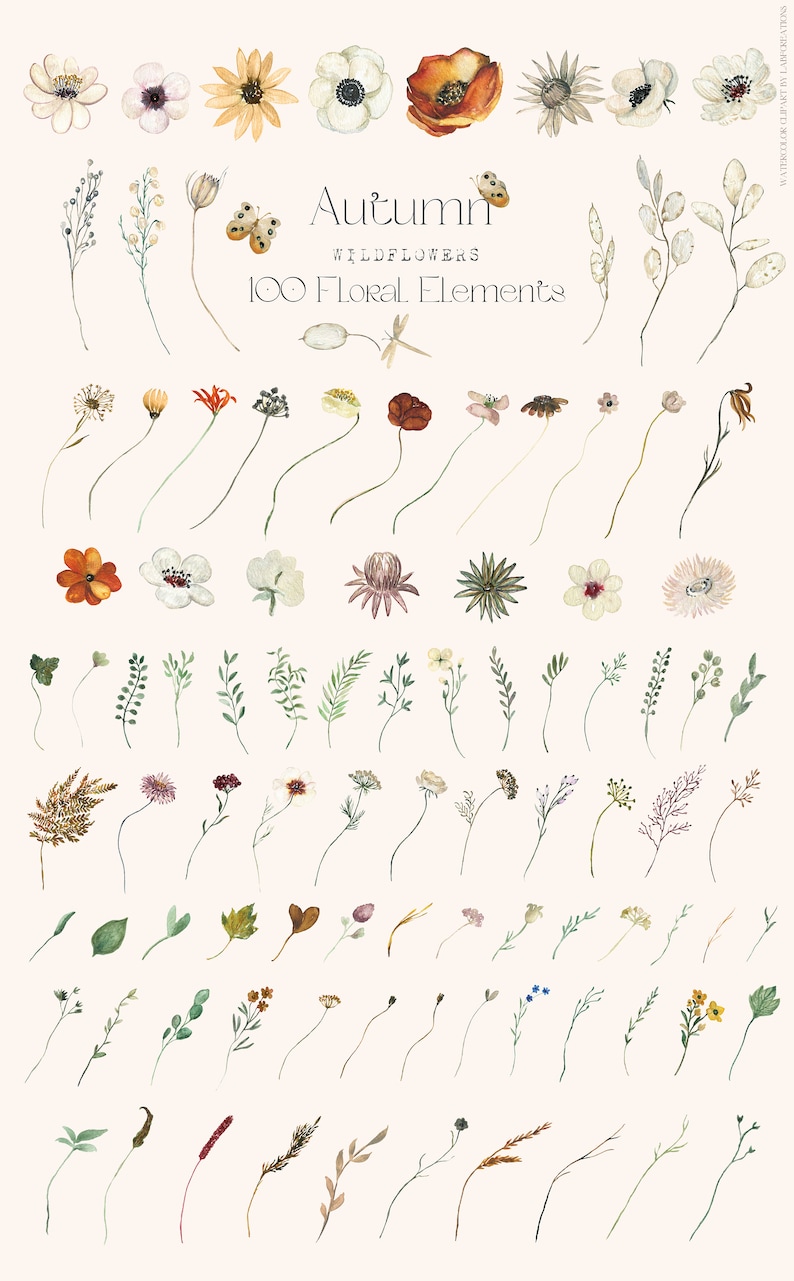 Autumn Wildflowers. 100 Floral Elements. Rust Beige fall FLOWERS. Watercolor clipart. image 3