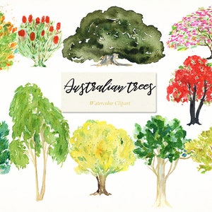 Australian native trees.Clipart digital peinte à la main. Aquarelle. eucalyptus, watel, foret, faire-parts, mariage, cadre