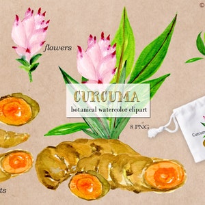 Curcuma , Turmeric   Watercolor Clipart, hand painted. Watercolor clipart. Botanical plants.