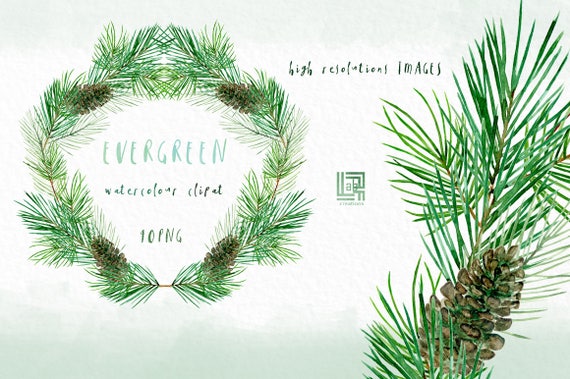 Evergreen. Pine Branches and Wreaths. Watercolor Clip Art Hand