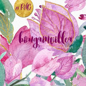 Bougainvillea watercolor  clip art peinte à la main Aquarelle. fleurs du Sud, fucshia bougainvillea, faire-part, mariage, cadre