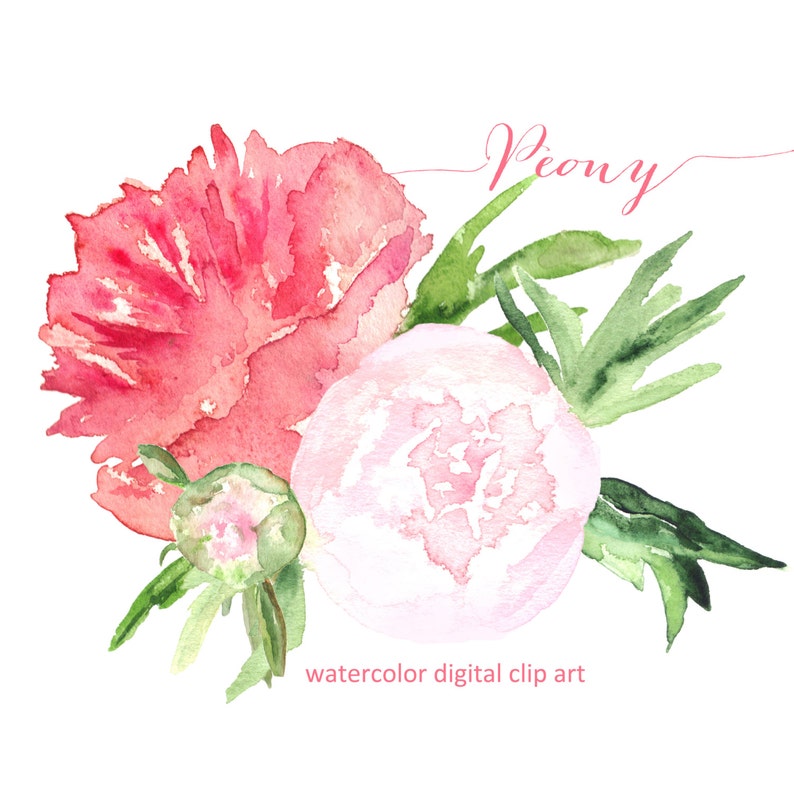 Peony. Watercolor clip art, SALES hand drawn. peony bouquet. Peony wedding, bridal pink flowers invitations, logo, Peony clip art. image 1