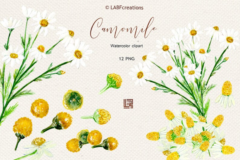 K&ouml;nnte beinhalten: Aquarell-Illustration von Kamillenbl&uuml;ten. Das Bild zeigt wei&szlig;e Bl&uuml;tenbl&auml;tter mit gelben Zentren, gr&uuml;ne Stiele und Knospen. Der Text "Camomile" und "Watercolor clipart" sind zu sehen. Das Bild enth&auml;lt 12 PNG-Dateien.