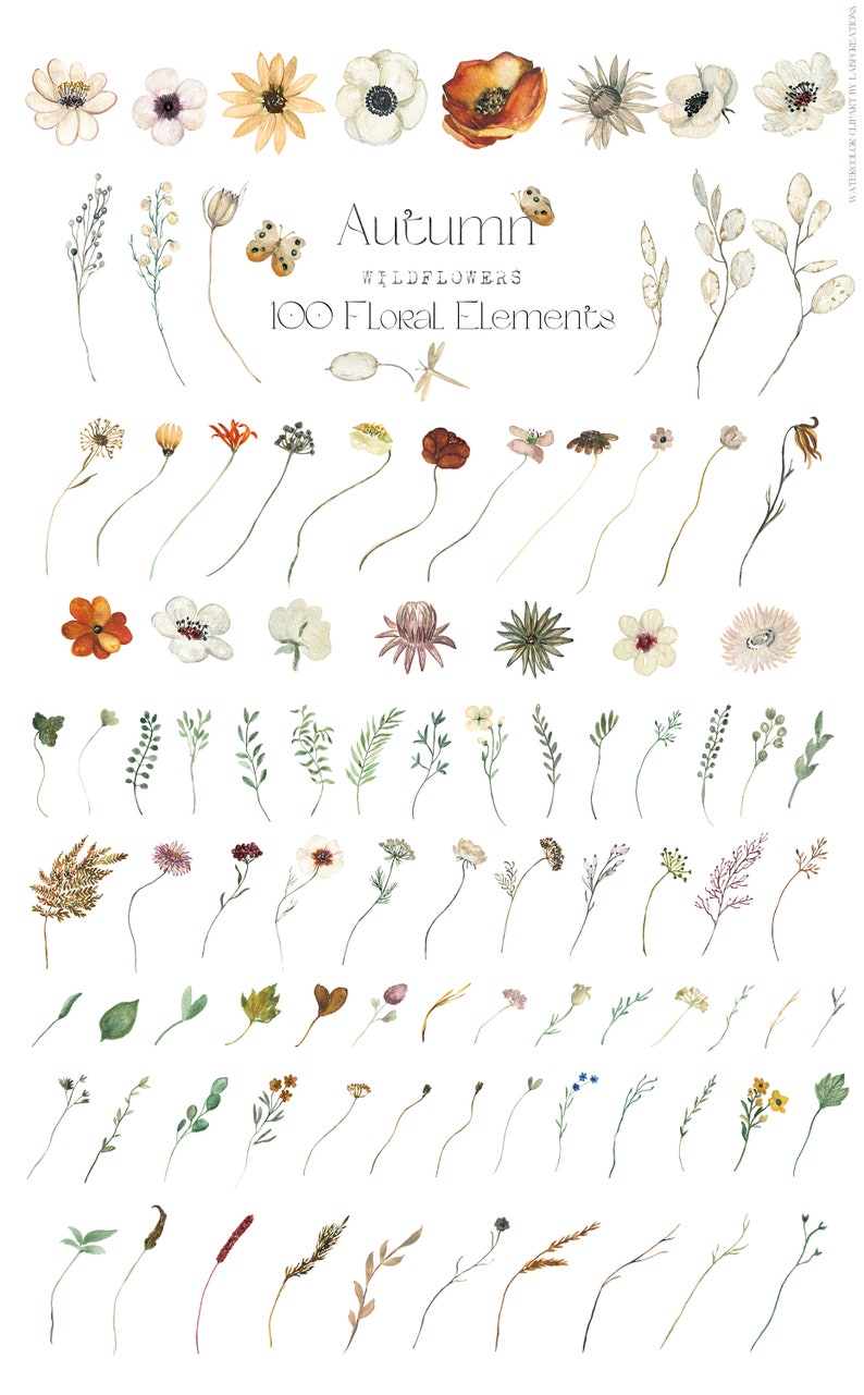 Autumn Wildflowers. 100 Floral Elements. Rust Beige fall FLOWERS. Watercolor clipart. image 2