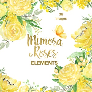 Clipart acquerello di mimosa e rose per la primavera, disegnato a mano. Elementi floreali. Rose, peonie, matrimonio in giardino primaverile, inviti con fiori gialli
