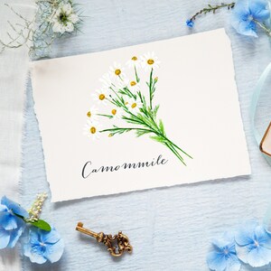 K&ouml;nnte beinhalten: Aquarellmalerei von Kamillenbl&uuml;ten mit wei&szlig;en Bl&uuml;tenbl&auml;ttern und gelben Zentren, gebunden mit gr&uuml;nen Stielen. Das Wort "Camommile" ist darunter geschrieben. Das Gem&auml;lde befindet sich auf wei&szlig;em Papier mit zerrissenem Rand, umgeben von blauen Blumen und einem goldenen Ring.