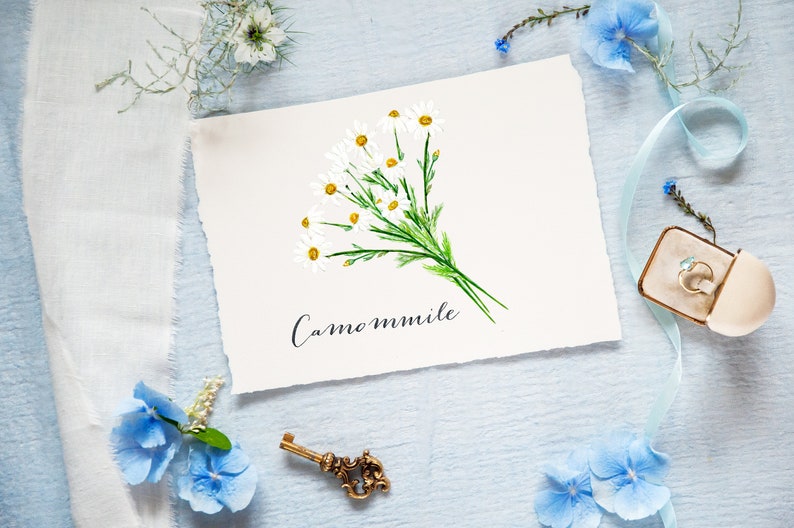 K&ouml;nnte beinhalten: Aquarellmalerei von Kamillenbl&uuml;ten mit wei&szlig;en Bl&uuml;tenbl&auml;ttern und gelben Zentren, gebunden mit gr&uuml;nen Stielen. Das Wort "Camommile" ist darunter geschrieben. Das Gem&auml;lde befindet sich auf wei&szlig;em Papier mit zerrissenem Rand, umgeben von blauen Blumen und einem goldenen Ring.