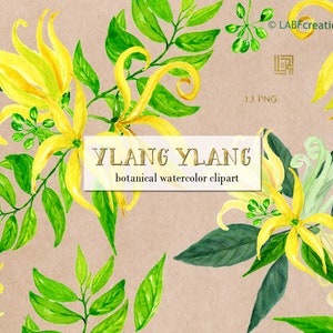 Ylang Ylang flowers.  Watercolor Clipart, hand painted. Watercolor clipart. Botanical plants.