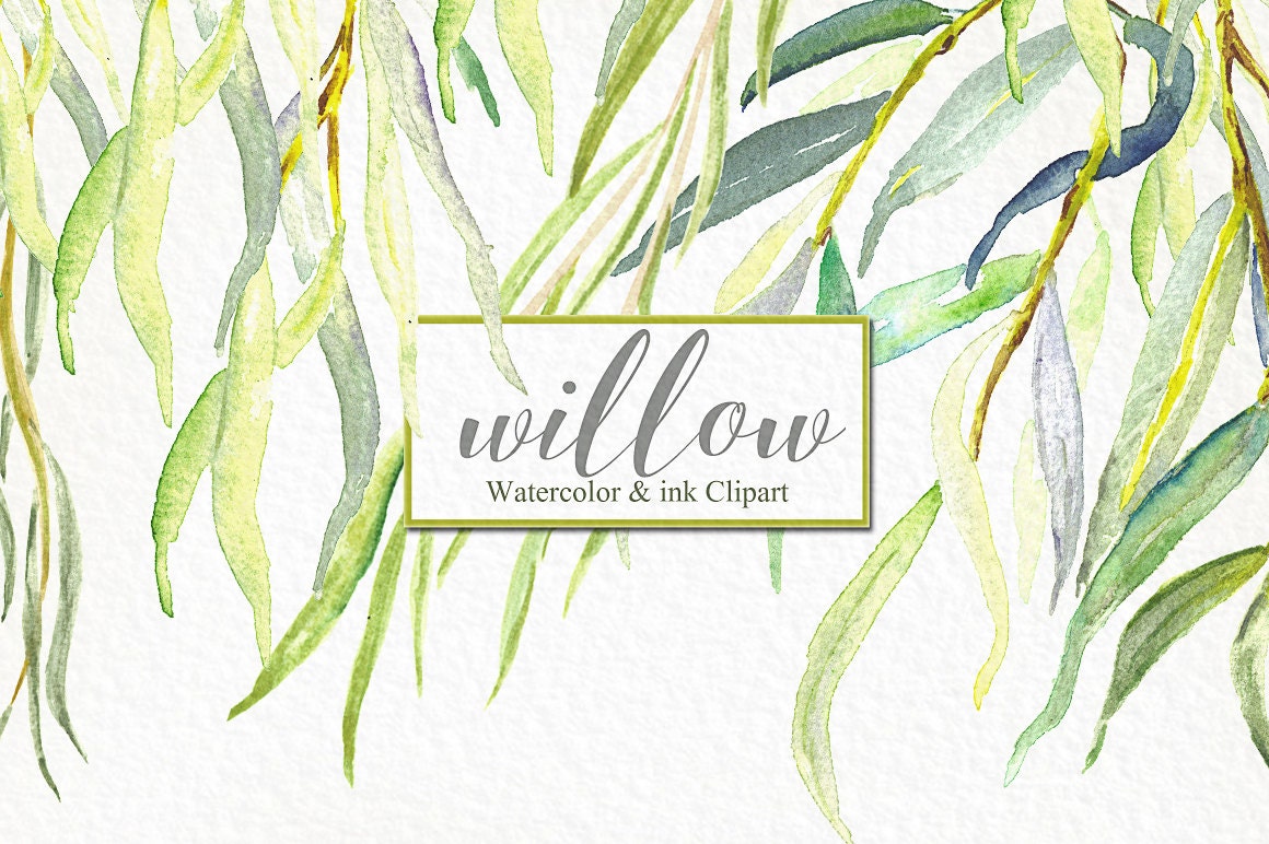 Willow branches watercolor and ink clipart hand drawn. | Etsy