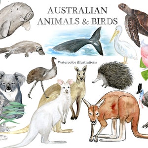 Animali e uccelli australiani, illustrazioni ad acquerello. Clipart ad acquerello. Canguro, ornitorinco, echidna, koala, dingo, wallaby. Australia.