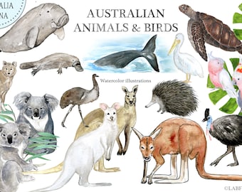 Puede incluir: Ilustraciones de acuarela de animales y aves australianos, incluyendo un koala, un canguro, un equidna, un dingo, un casuario y un dugongo. El título "AUSTRALIAN ANIMALS & BIRDS" está en la parte superior de la imagen.